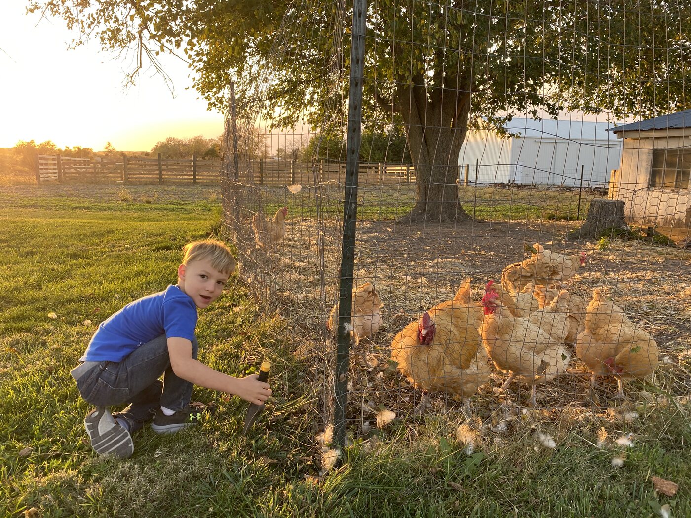 A child feeding chickens at the fence line at Maasdam Barns