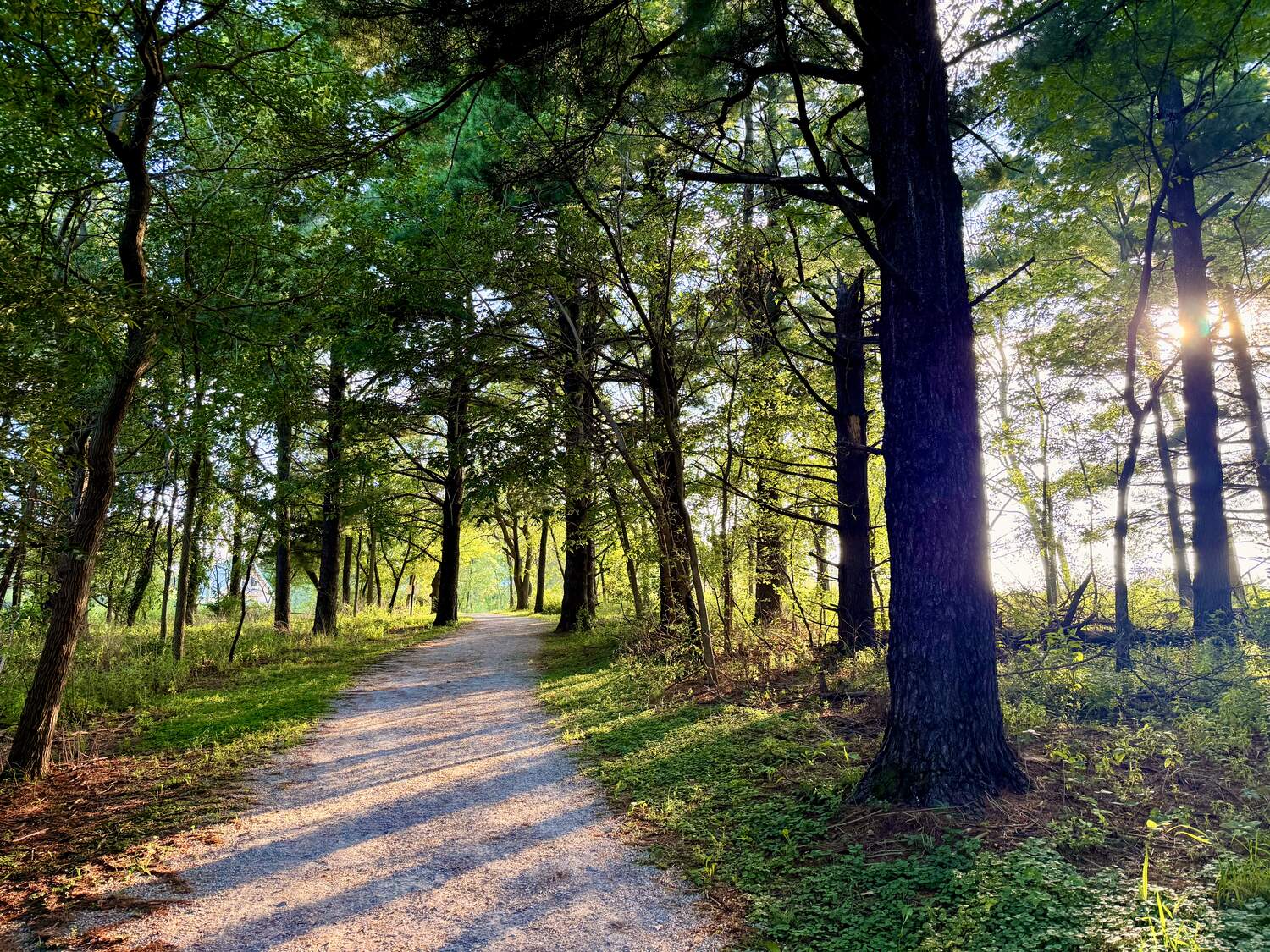 Morning sun through tall pines along the Loop Trail